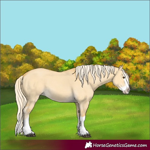 Horse Color:Palomino Dun Splash 