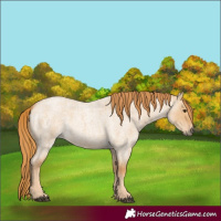 Horse Color:Red Dun Roan 