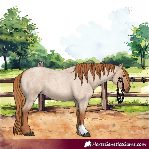 Horse Color:Red Dun Roan 