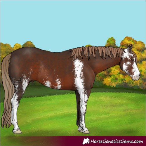 Horse Color:Liver Chestnut Sabino Rabicano 