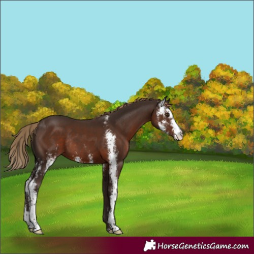 Horse Color:Liver Chestnut Sabino Rabicano 