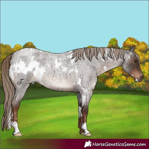 Horse Color:White Spotted Liver Red Roan