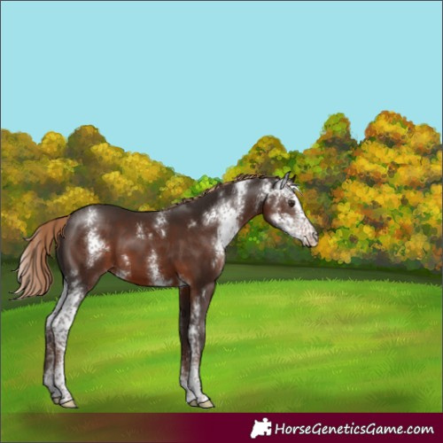 Horse Color:Liver Chestnut Sabino
