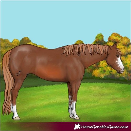 Horse Color:Chestnut 