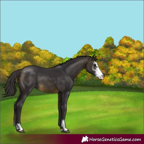Horse Color:Buckskin Sabino