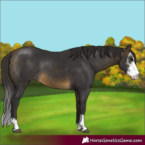 Horse Color:Buckskin Sabino 
