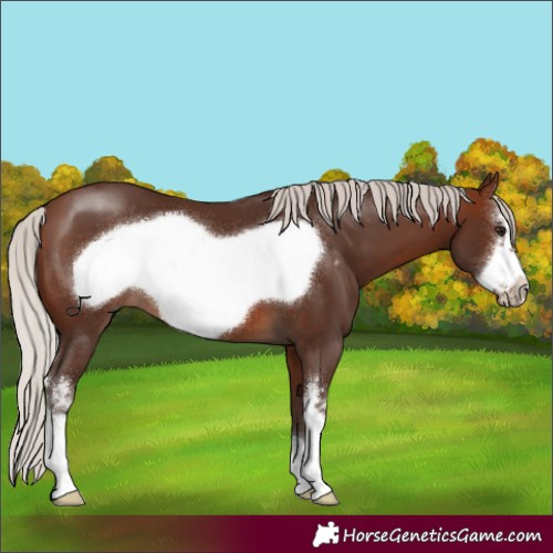 Horse Color:Silver Brown Sabino Frame