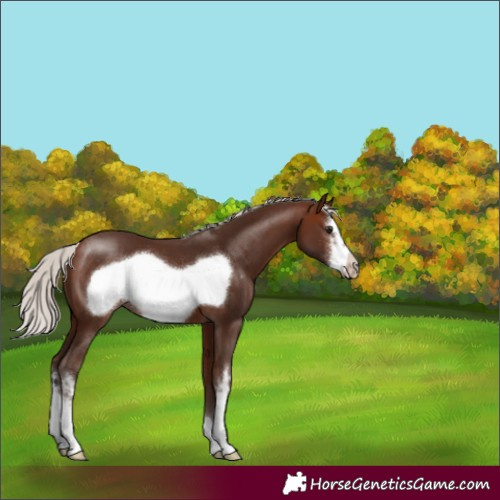 Horse Color:Silver Brown Sabino Frame