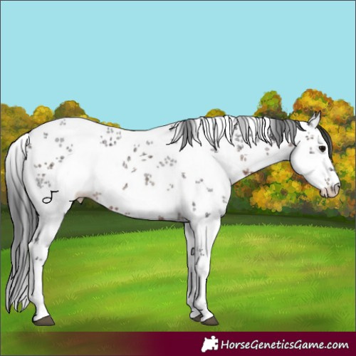 Horse Color:White Spotted Brown Sabino 