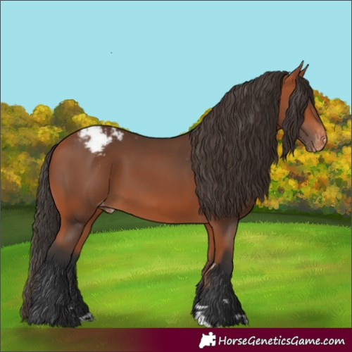 Horse Color:Bay Varnish