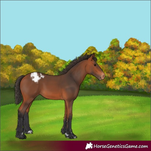Horse Color:Bay Appaloosa