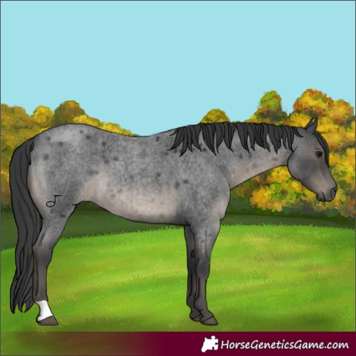 Horse Color:Blue Roan 