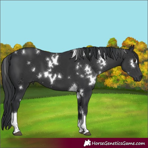 Horse Color:White Spotted Black Tobiano