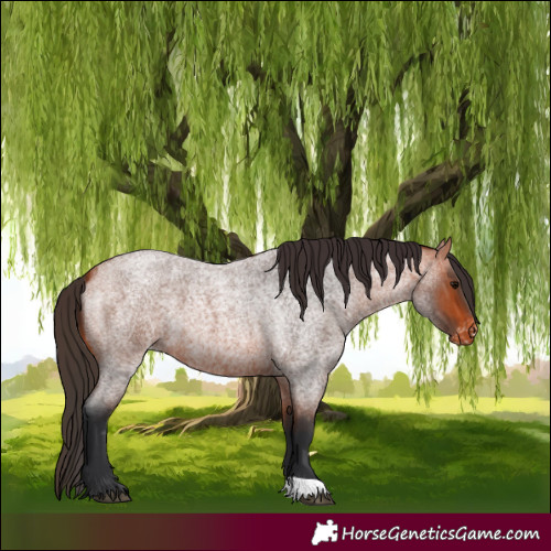 Horse Color:Bay Roan Appaloosa