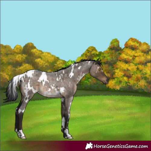 Horse Color:Gray White Spotted Brown Roan Dun Brindle