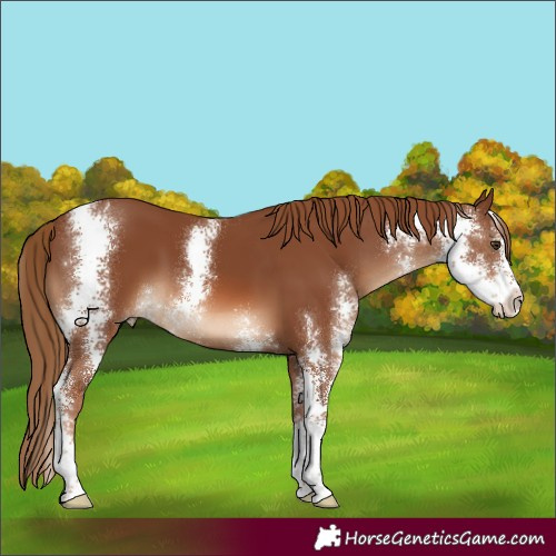 Horse Color:Chestnut Sabino 