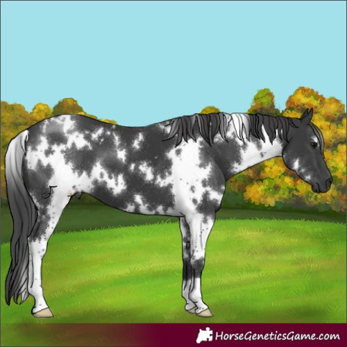 Horse Color:White Spotted Black 