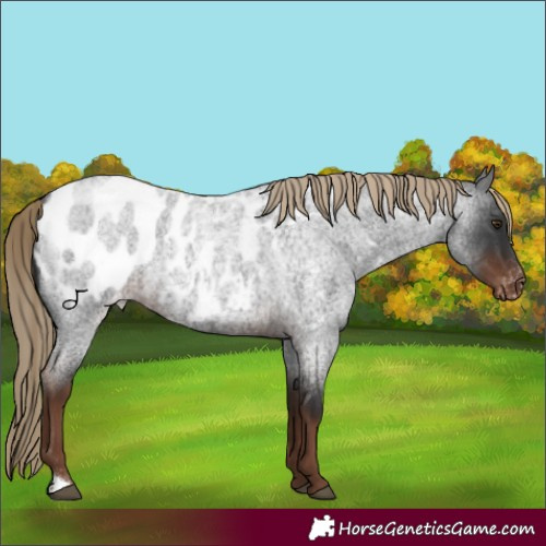 Horse Color:Liver Red Roan Appaloosa 