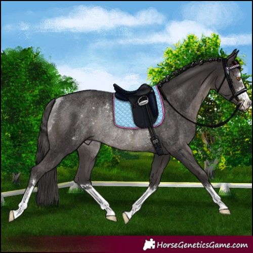 Horse Color:Smoky Black Rabicano 
