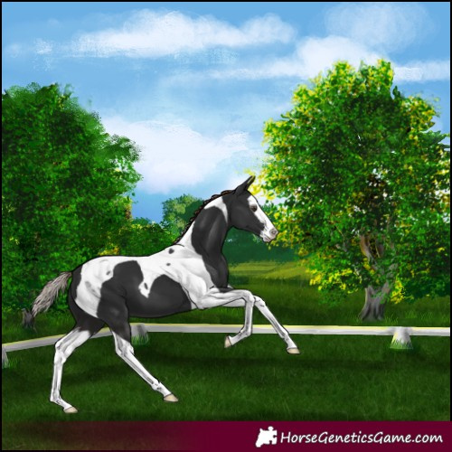 Horse Color:Liver Chestnut Splash Tobiano