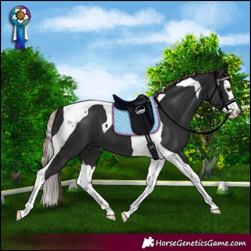 Horse Color:Liver Chestnut Splash Tobiano
