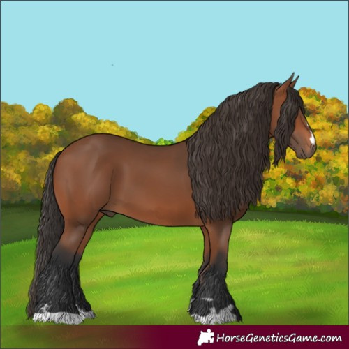 Horse Color:Bay 