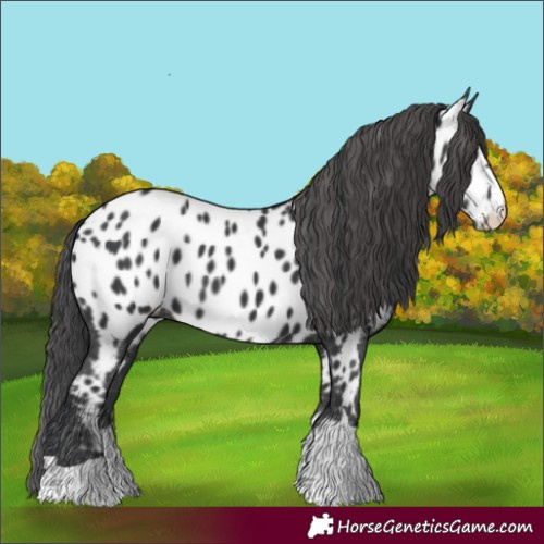 Horse Color:Black Near Leopard
