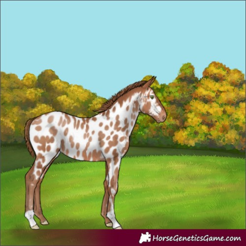 Horse Color:Unknown 