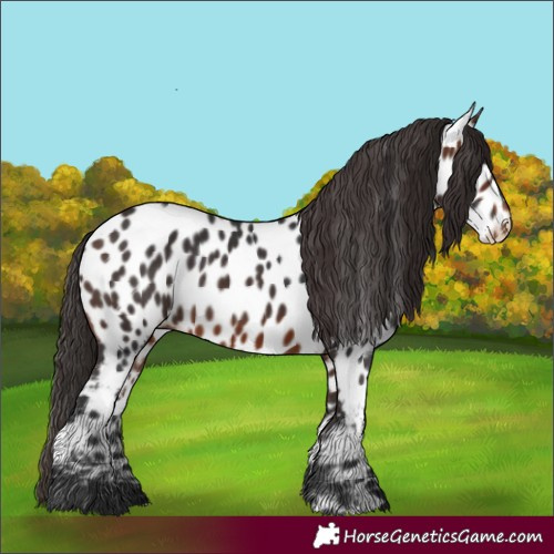 Horse Color:Brown Near Leopard
