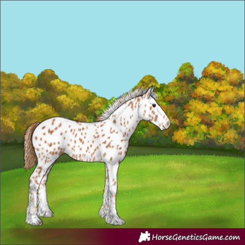 Horse Color:Chestnut Appaloosa