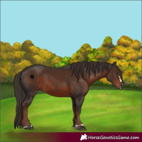 Horse Color:Liver Chestnut 