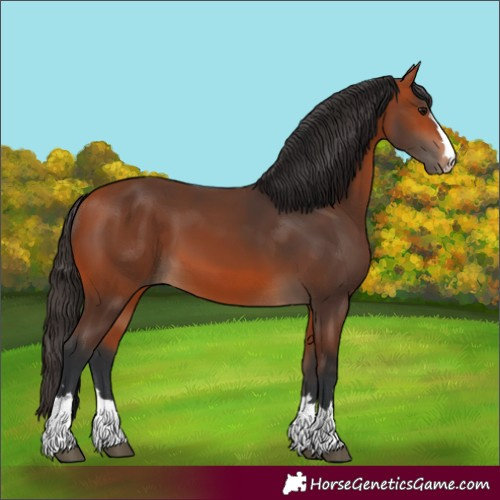Horse Color:Bay 