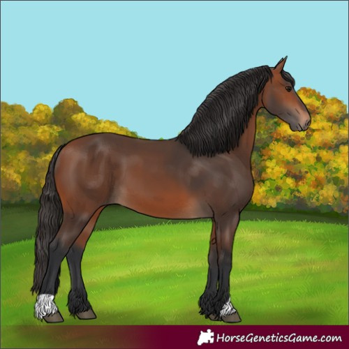 Horse Color:Bay 
