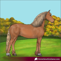 Horse Color:Chestnut 