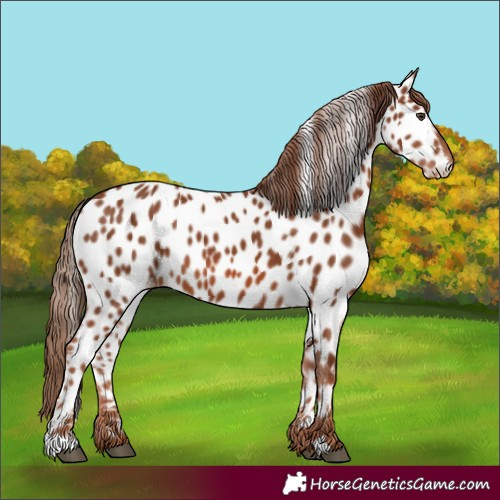 Horse Color:Chestnut Appaloosa 