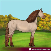 Horse Color:Red Dun 