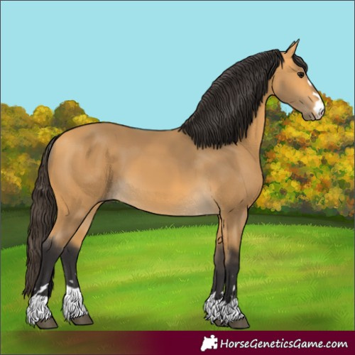 Horse Color:Buckskin 