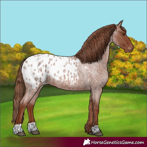 Horse Color:Red Roan Appaloosa 
