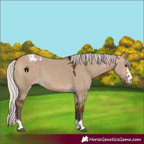 Horse Color:Silver Bay Dun Appaloosa 