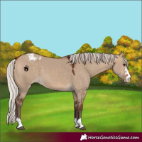 Horse Color:Silver Bay Dun Appaloosa 