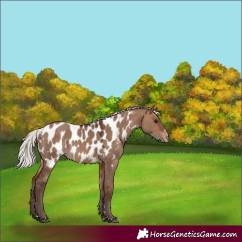 Horse Color:Silver Bay Dun Appaloosa