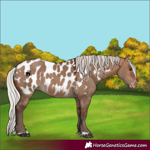Horse Color:Silver Bay Dun Appaloosa 