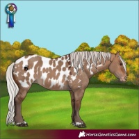 Horse Color:Silver Bay Dun Near Leopard 