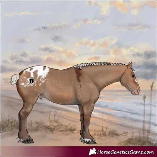 Horse Color:Silver Bay Dun Appaloosa 