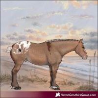 Horse Color:Silver Bay Dun Appaloosa