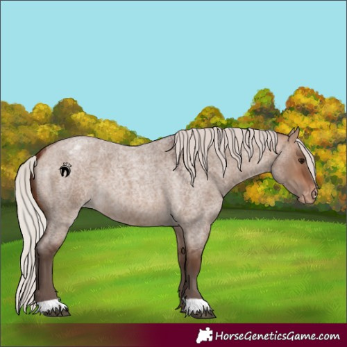 Horse Color:Silver Bay Roan Dun Appaloosa