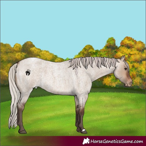 Horse Color:Silver Bay Roan Dun Appaloosa