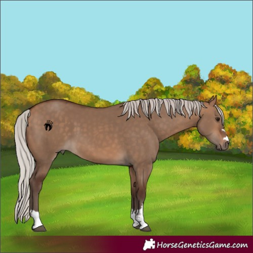 Horse Color:Silver Bay Dun