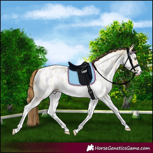 Horse Color:White Spotted Amber Cream Champagne Dun Appaloosa