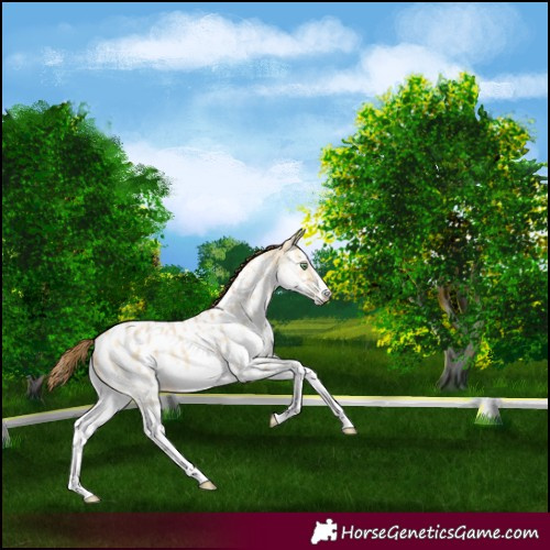 Horse Color:White Spotted Amber Cream Champagne Dun Appaloosa 